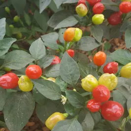 Ear Bob Chilli Seeds