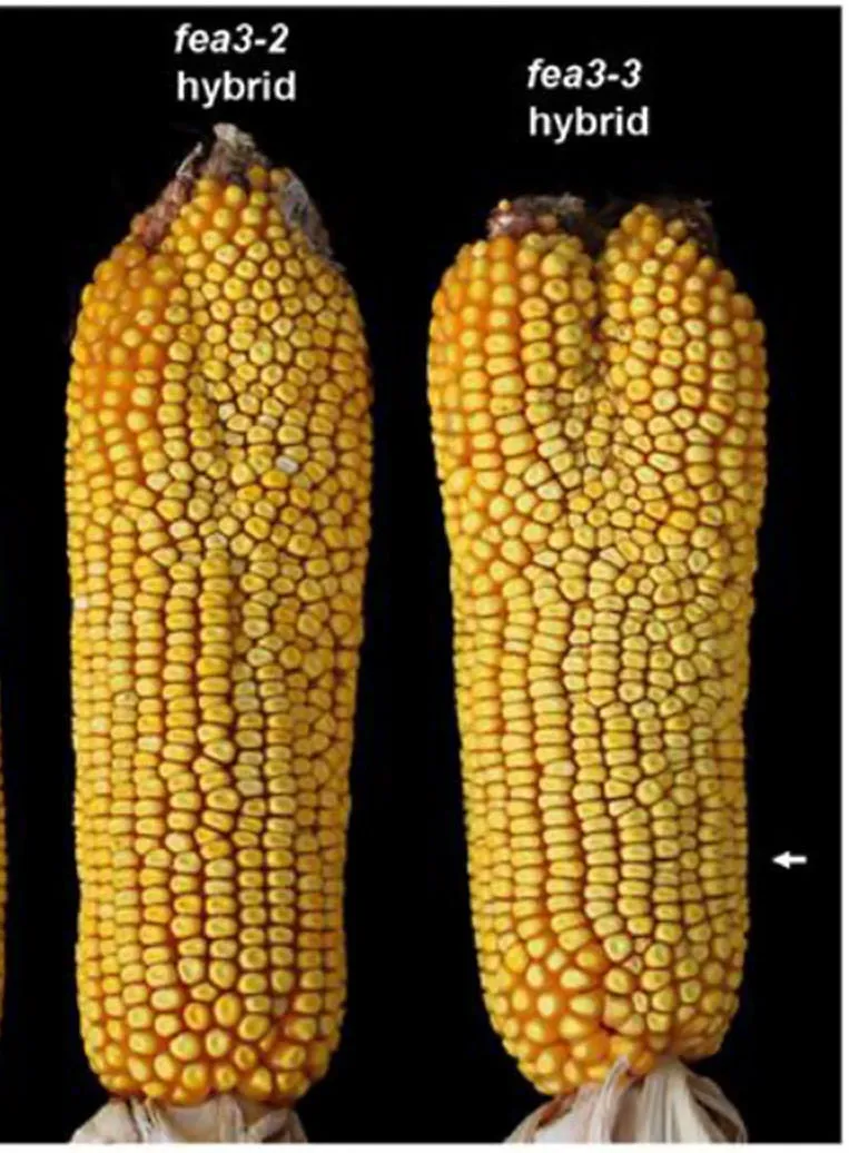 Rare Organic Heirloom Bear Paw Corn Seeds