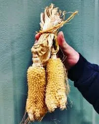 Rare Organic Heirloom Bear Paw Corn Seeds