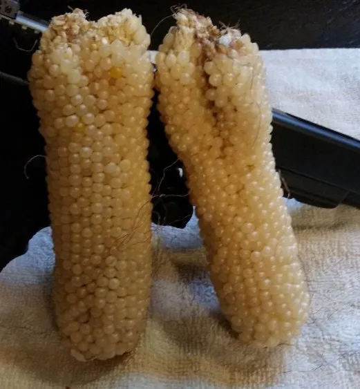 Rare Organic Heirloom Bear Paw Corn Seeds