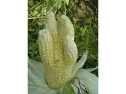 Rare Organic Heirloom Bear Paw Corn Seeds