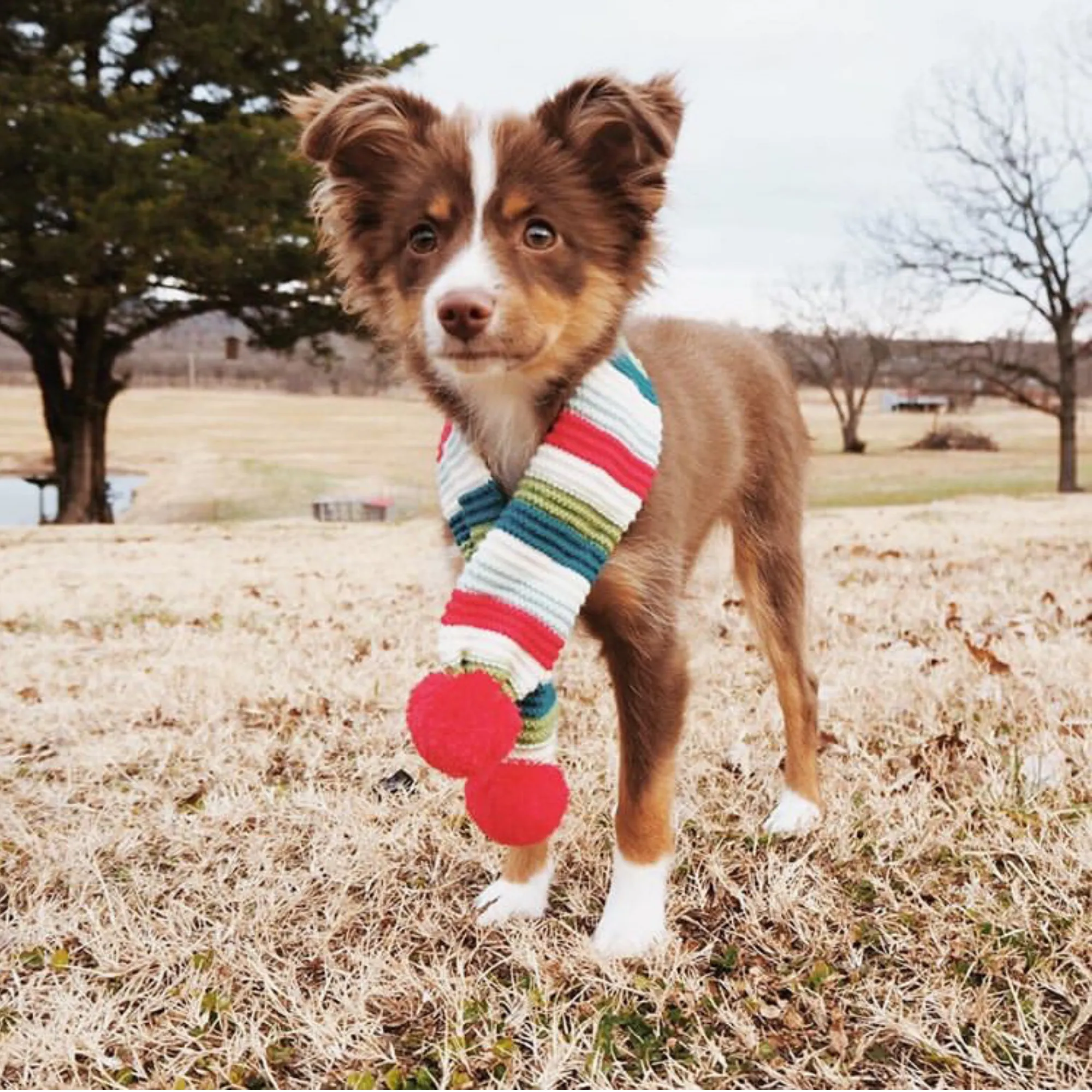 Striped Sweater-Knit Scarf